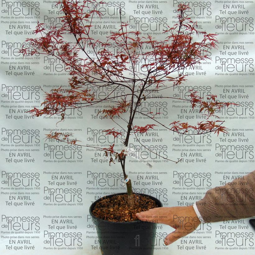 Ejemplo de ejemplar de Arce japonés Beni Komachi Maceta 4L/5L tal y como se entrega