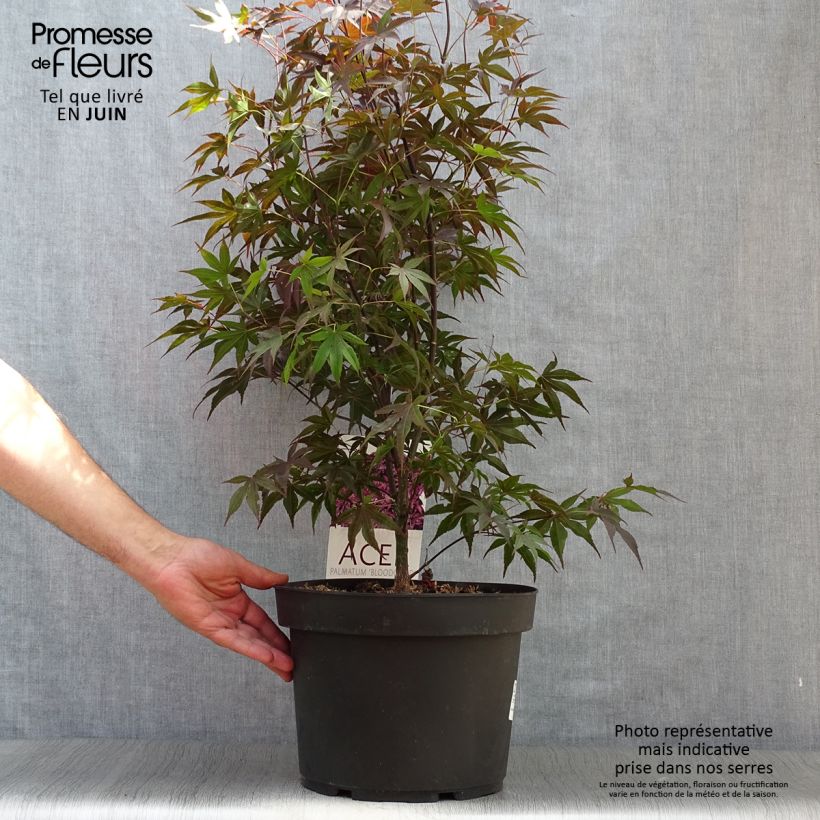 Ejemplar de Arce japonés Bloodgood- Acer palmatum Maceta 7,5L/10LAltura de entrega aprox. 80/90 cmcm entregado en verano