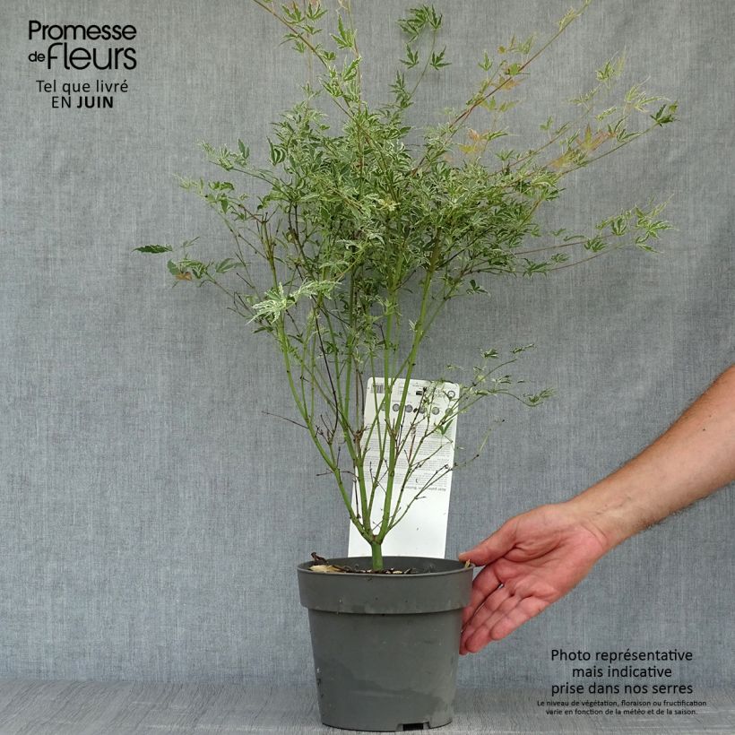 Ejemplar de Arce japonés Butterfly- Acer palmatum Maceta 2L/3LAltura de entrega aprox. 30/40cm entregado en verano