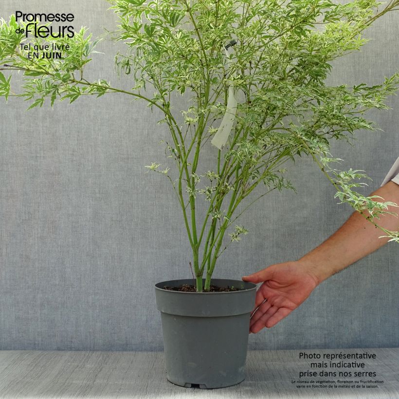 Ejemplar de Arce japonés Butterfly- Acer palmatum Maceta 4L/5LAltura de entrega aprox. 40/+cm entregado en verano