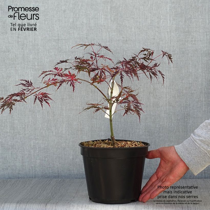 Ejemplar de Arce japonés Crimson Queen Maceta 2L/3L entregado en otoño