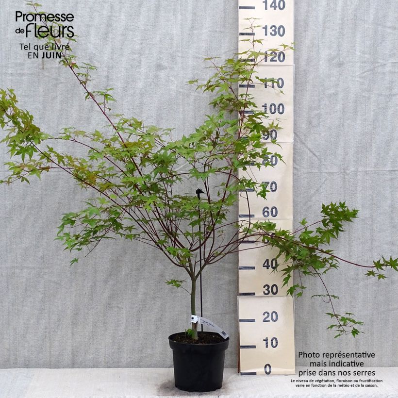 Ejemplar de Acer palmatum Deshojo - Arce japonés Maceta 4L/5LAltura de entrega aprox. 60cm +cm entregado en verano