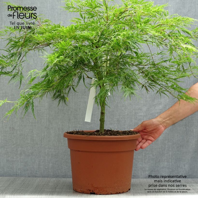 Ejemplar de Arce japonés Dissectum - Acer palmatum Maceta 7,5L/10LAltura de entrega aprox. 80/+cm entregado en verano