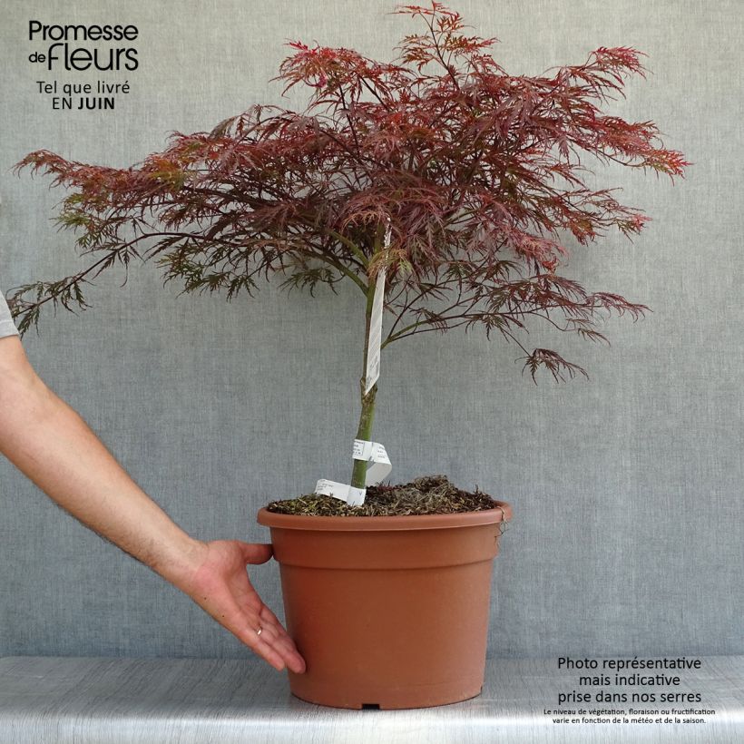 Ejemplar de Arce japonés Dissectum Garnet - Acer palmatum Maceta 7,5L / 10L entregado en verano