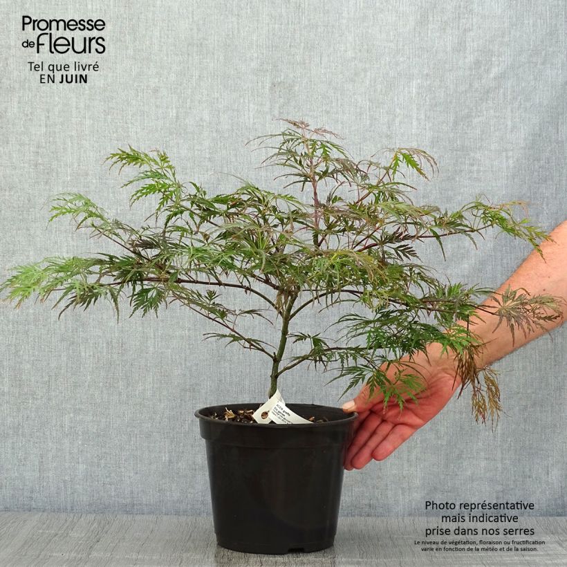 Ejemplar de Arce japonés Dissectum Garnet - Acer palmatum Maceta 3L/4L entregado en verano