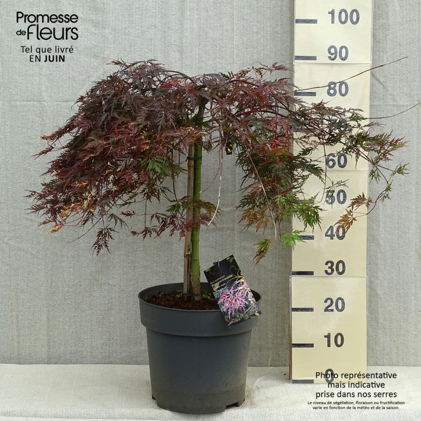 Arce japonés Dissectum Orangeola Maceta 7,5L/10LAltura de entrega aprox. 50/60cm Ejemplar entregado en la primavera