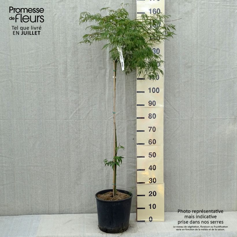 Ejemplar de Arce japonés Dissectum Viridis  - Acer palmatum Maceta 12L/15L entregado en verano
