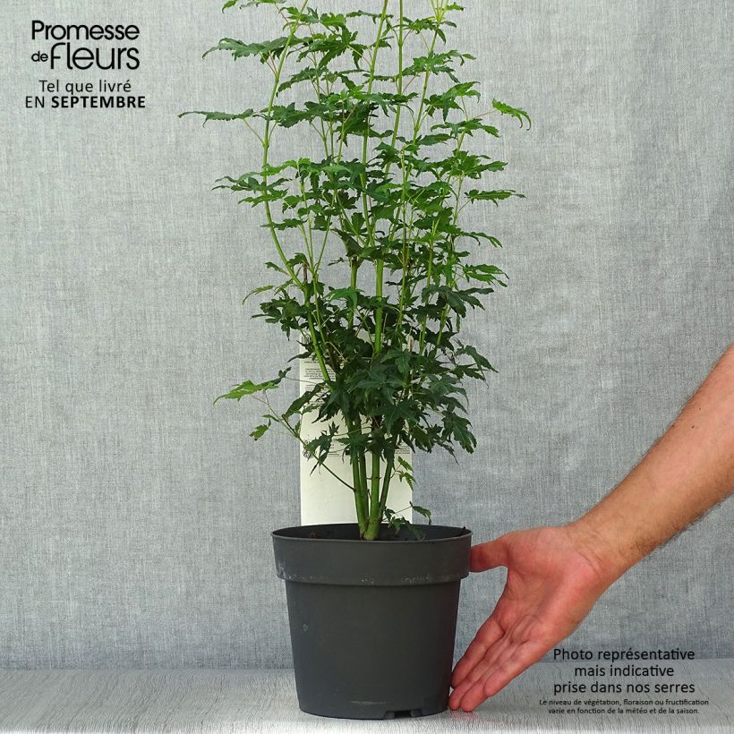 Ejemplar de Arce japonés Going Green - Acer palmatum Maceta 3L/4L entregado en otoño