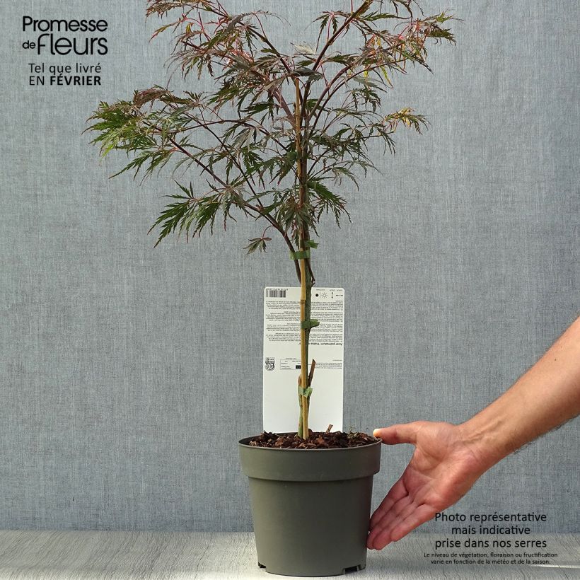 Ejemplar de Arce japonés Dissectum Inaba-Shidare Maceta 3L/4L entregado en otoño
