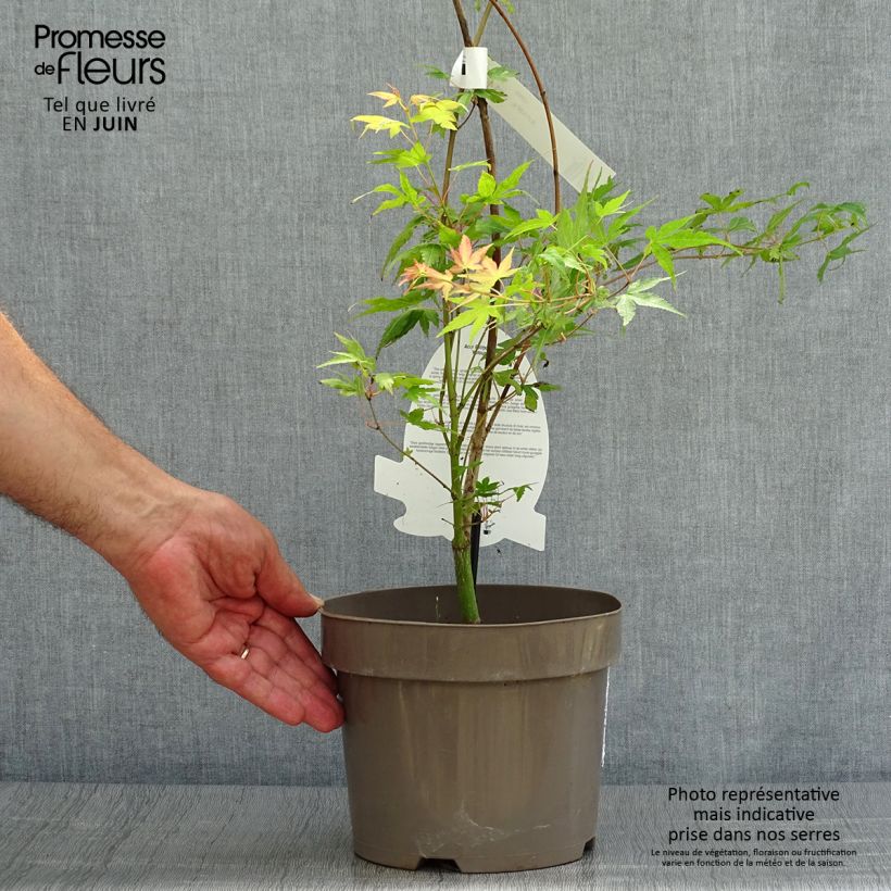 Ejemplar de Arce japonés Katsura- Acer palmatum Maceta 7,5L / 10L entregado en verano