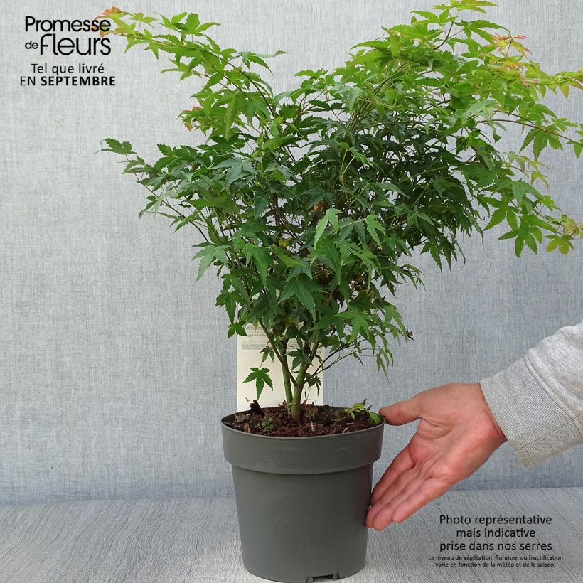 Ejemplar de Arce japonés Little Princess Maceta 2L/3L entregado en otoño