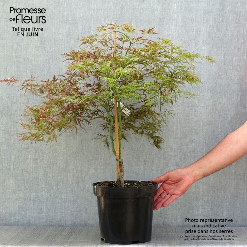 Ejemplar de Arce japonés Dissectum Ornatum Maceta 7,5L/10LAltura de entrega aprox. 80/100cm entregado en verano