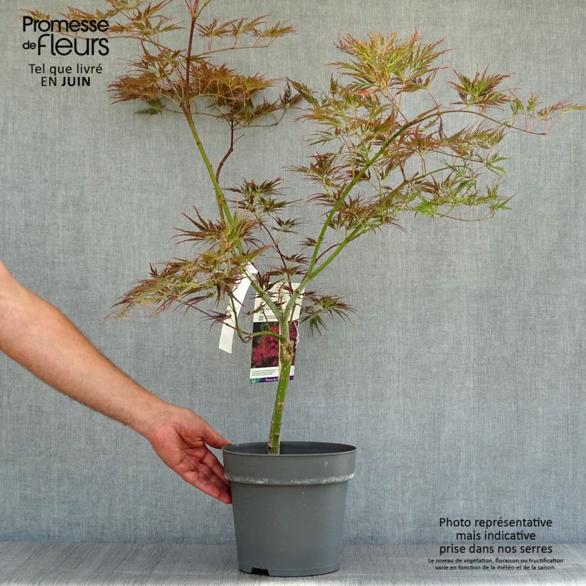 Ejemplar de Arce japonés Dissectum Ornatum Maceta 4L/5LAltura de entrega aprox. 40/50cm entregado en verano
