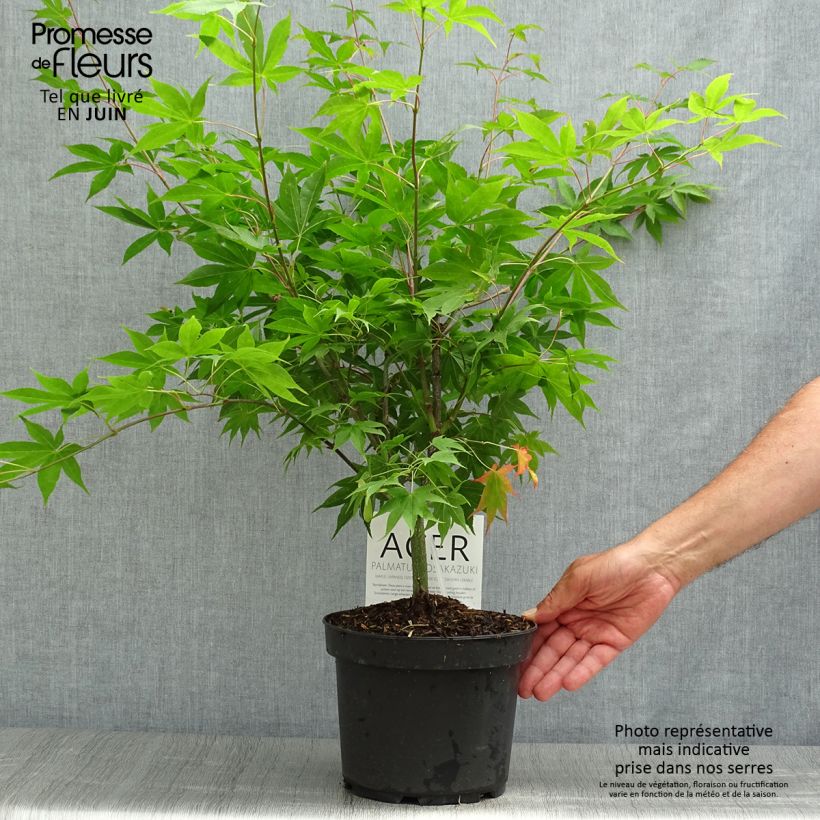 Ejemplar de Arce japonés Osakazuki - Acer palmatum Maceta 3L/4L entregado en verano