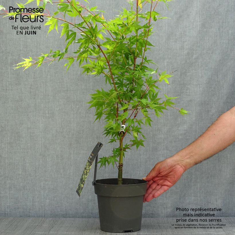 Ejemplar de Arce japonés Sangokaku - Acer palmatum Maceta 2L/3LAltura de entrega aprox. 30cm entregado en verano