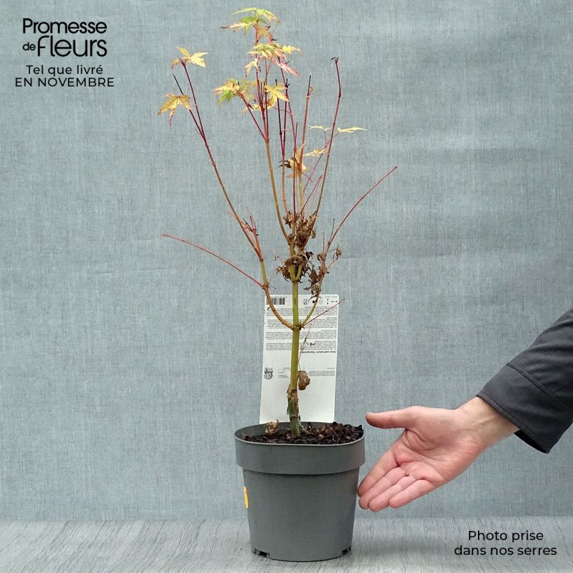 Ejemplar de Arce japonés Sangokaku - Acer palmatum Maceta 2L/3L entregado en otoño