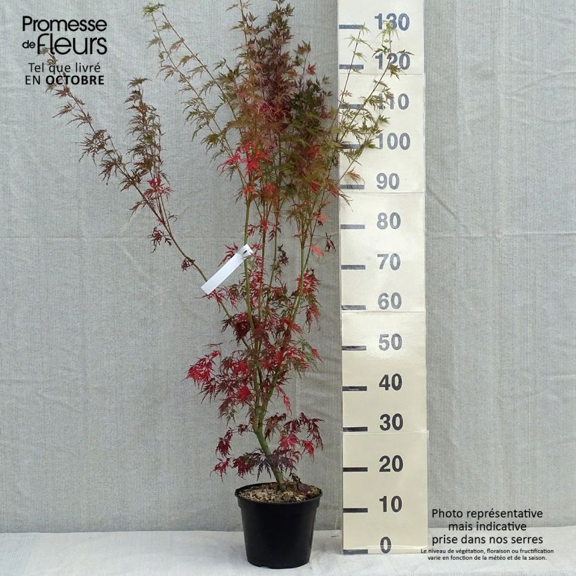 Ejemplar de Arce japonés palmeado Seiryu - Acer palmatum Maceta 3L/4L entregado en otoño