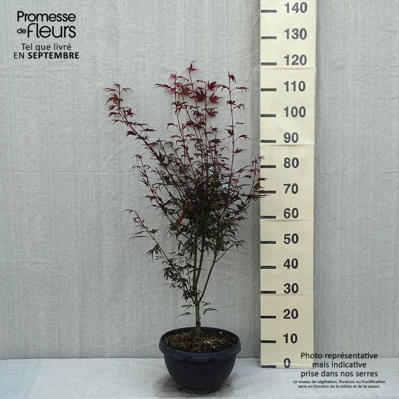 Ejemplar de Arce japonés Shaina Maceta 6L/7LAltura de entrega aprox. 50/60cm entregado en verano