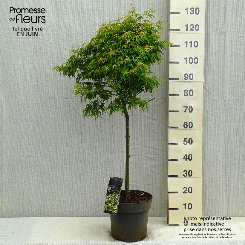 Arce japonés Sharp's Pygmy Maceta 7,5L/10LAltura de entrega aprox. 50/60cm Ejemplar entregado en la primavera