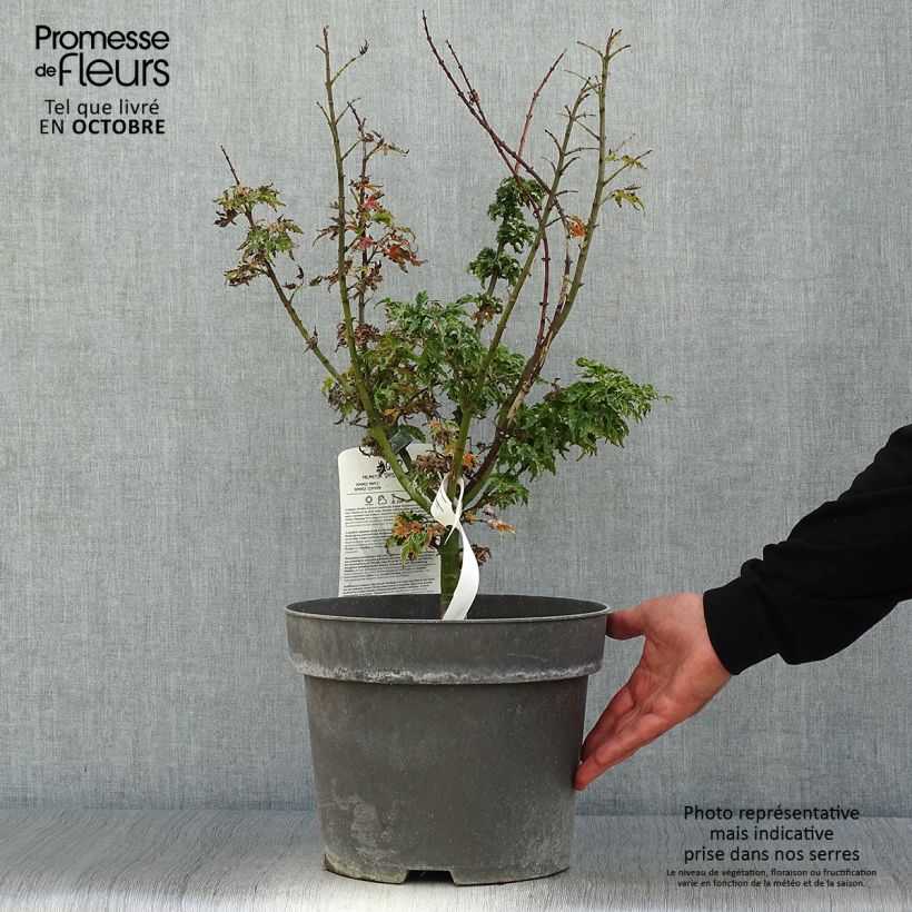 Ejemplar de Acer palmatum Shishigashira - Arce japonés Maceta 7,5L/10L entregado en otoño
