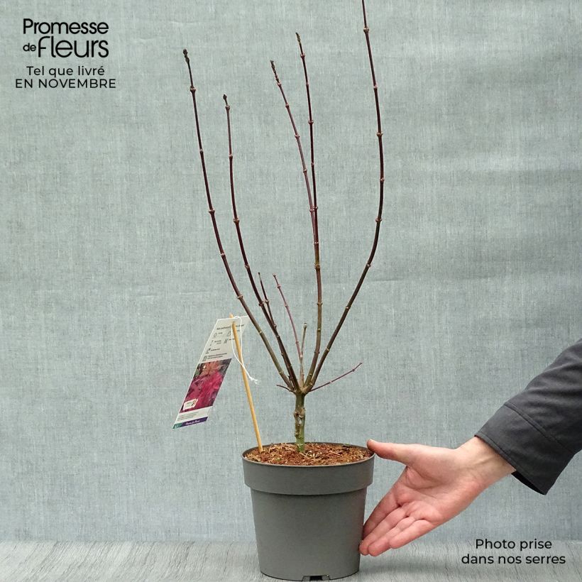 Ejemplar de Arce japonés Skeeter's Broom Maceta 3L/4L entregado en otoño