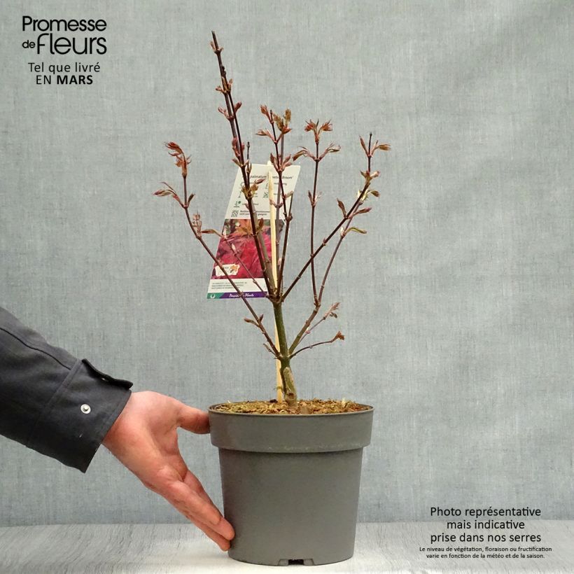 Arce japonés Skeeter's Broom Maceta 3L/4LAltura de entrega aprox. 30/40cm Ejemplar entregado en la primavera