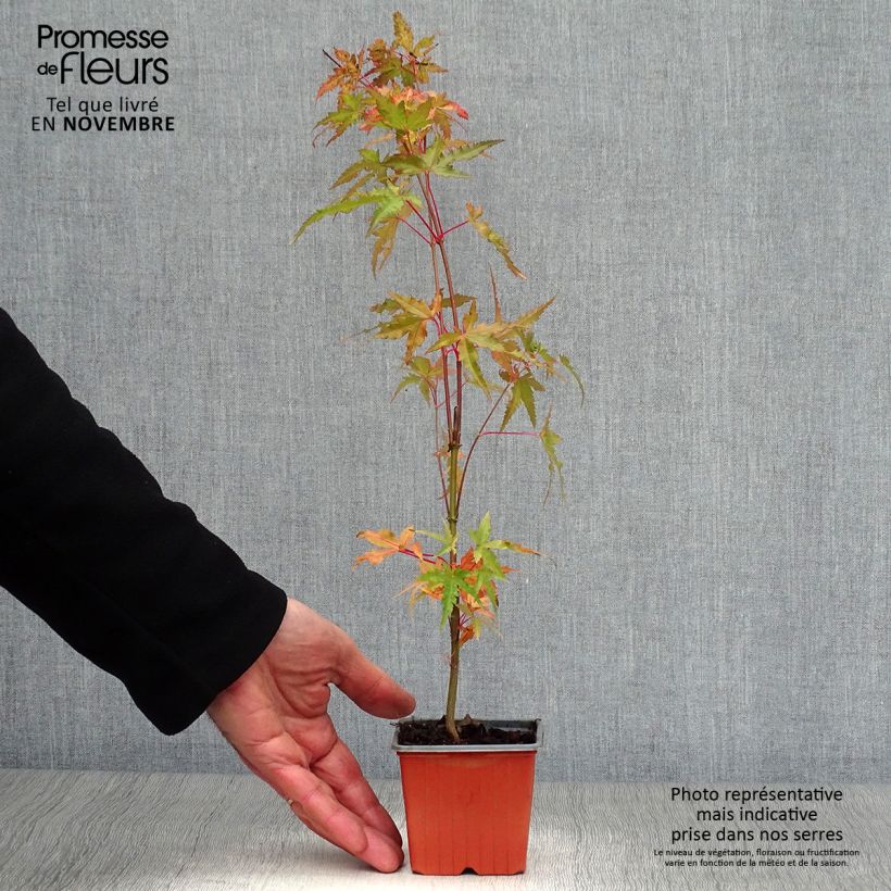Ejemplar de Arce japonés - Acer palmatum Maceta de 8/9 cm entregado en otoño