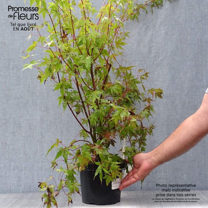 Ejemplar de Arce japonés - Acer palmatum Maceta 3L/4LAltura de entrega aprox. 50/60cm entregado en verano