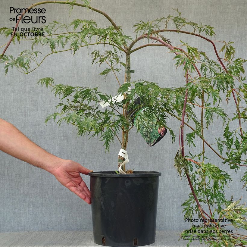 Ejemplar de Acer pseudosieboldianum Ice Dragon Maceta 12L/15L entregado en otoño