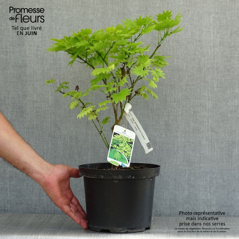 Ejemplar de Arce de Shirasawa Aureum - Acer shirasawanum Maceta 3L/4LAltura de entrega aprox. 25/30cm entregado en verano