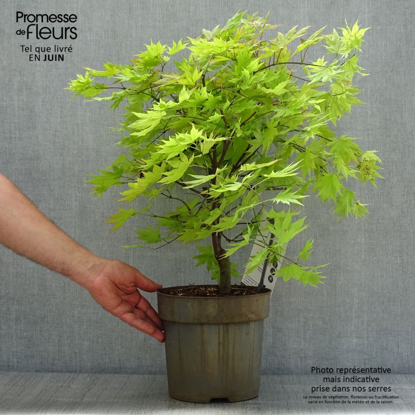 Ejemplar de Arce de Shirasawa Autumn Moon - Acer shirasawanum Maceta 6L/7LAltura de entrega aprox. 50/60cm entregado en verano