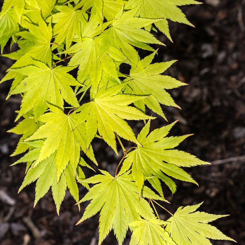 Arce de Shirasawa Jordan - Acer shirasawanum (Follaje)