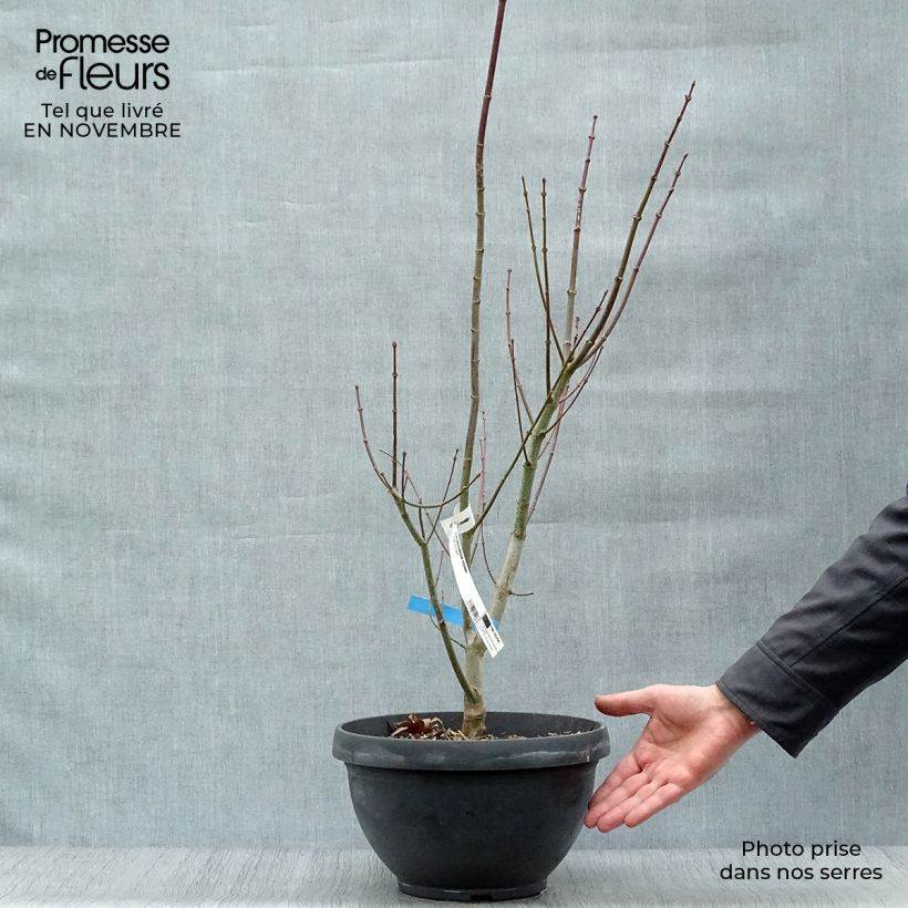 Ejemplar de Arce de Shirasawa Jordan - Acer shirasawanum Maceta 7,5L / 10L entregado en otoño