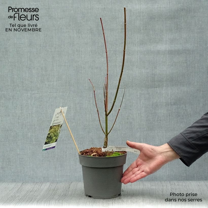 Ejemplar de Arce de Shirasawa Jordan - Acer shirasawanum Maceta 2L/3L entregado en otoño