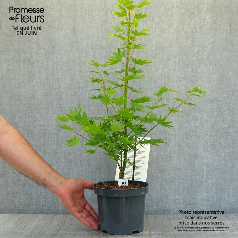 Ejemplar de Arce de Shirasawa Jordan - Acer shirasawanum Maceta 2L/3LAltura de entrega aprox. 30cm entregado en verano