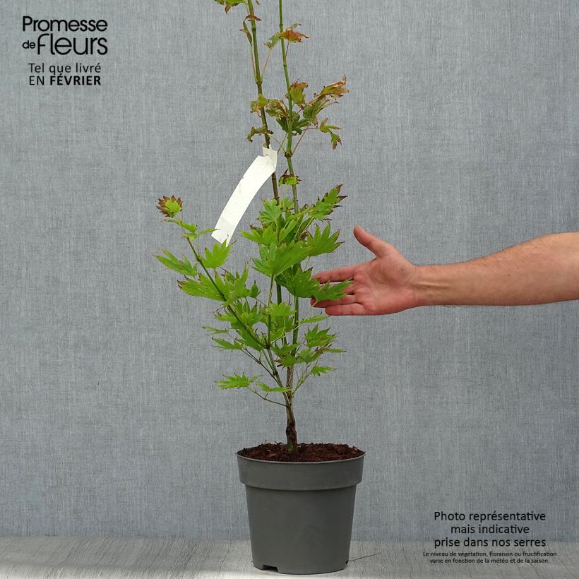 Ejemplar de Arce de Shirasawa Moonrise - Acer shirasawanum Maceta 6L/7L entregado en otoño