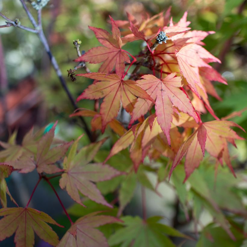 Arce de Shirasawa Moonrise - Acer shirasawanum (Follaje)