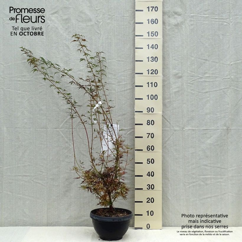 Ejemplar de Arce japonés Jerre Schwartz Maceta 7,5L / 10L entregado en otoño