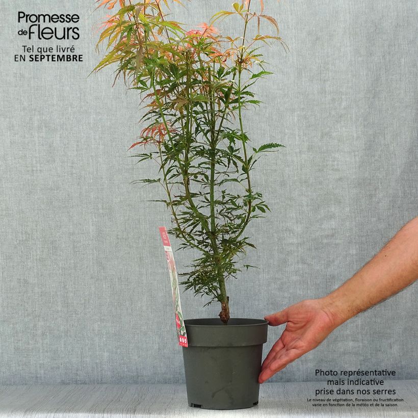 Ejemplar de Arce japonés Jerre Schwartz Maceta 2L/3L entregado en otoño