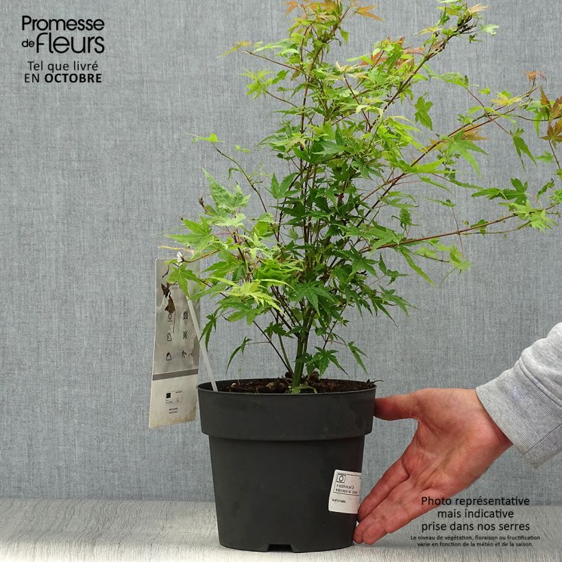 Ejemplar de Arce japonés Phoenix Maceta 2L/3L entregado en otoño