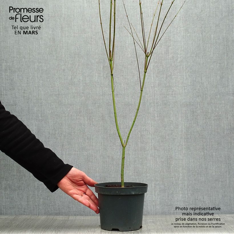 Arce japonés Phoenix Maceta 2L/3LAltura de entrega aprox. 40/50cm Ejemplar entregado en la primavera