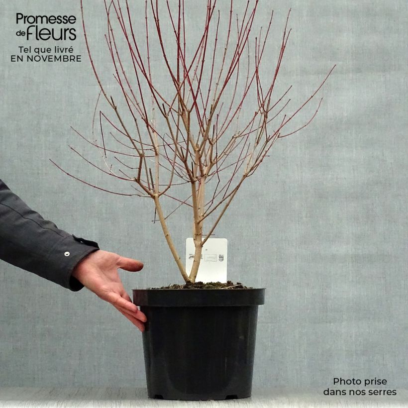 Ejemplar de Acer tataricum subsp. ginnala Moonrise - Arce de tartaria Maceta 7,5L/10L entregado en otoño