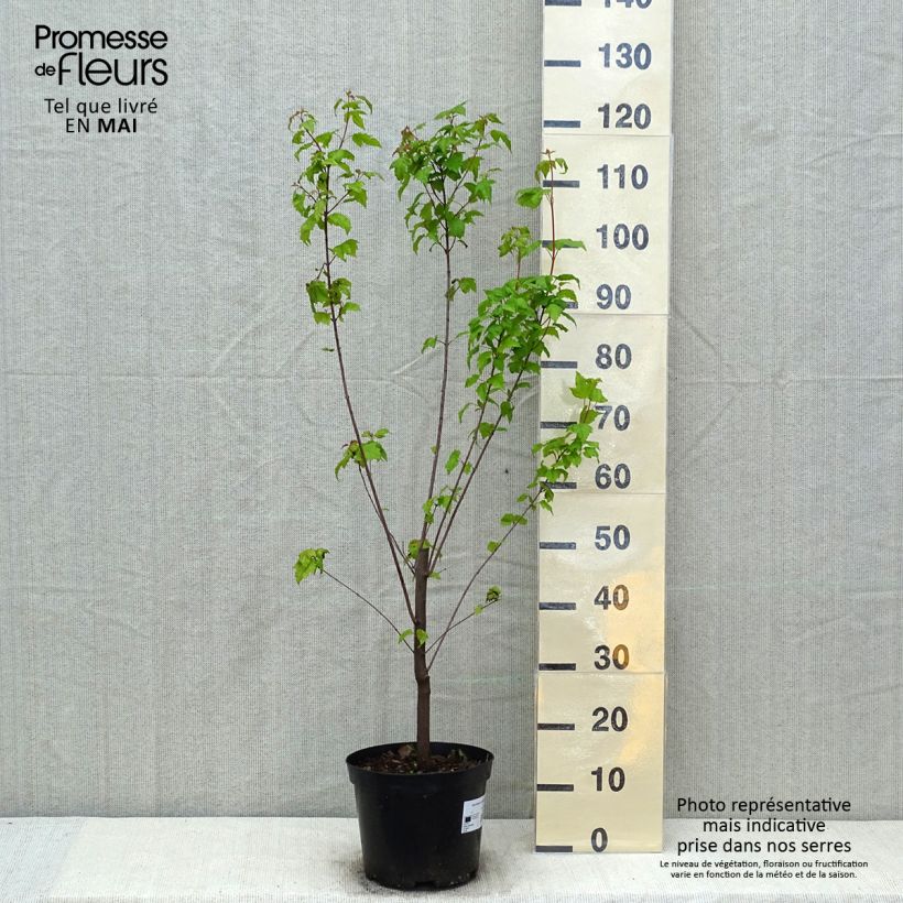 Acer tataricum subsp. ginnala - Arce de tartaria Maceta 4L/5LAltura de entrega aprox. 80/100cm Ejemplar entregado en la primavera