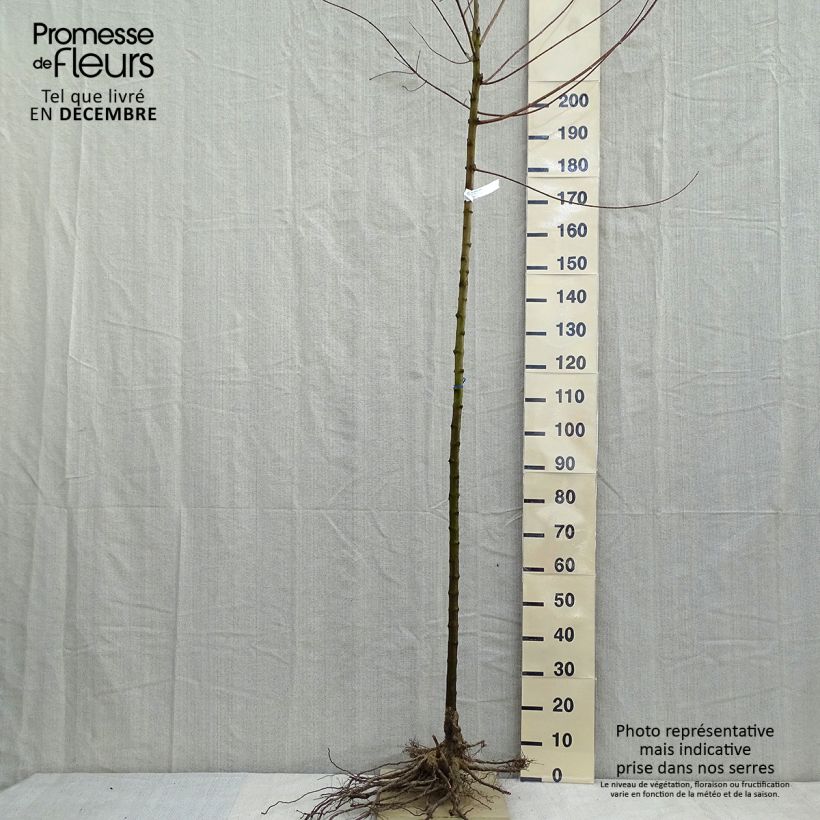 Acer tataricum subsp. ginnala - Arce de tartaria Raíces desnudasAltura de entrega aprox. 300+cm Ejemplar entregado en invierno