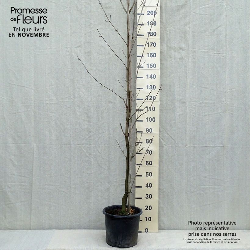 Ejemplar de Arce real Drummondii - Acer platanoides Maceta 12L/15L entregado en otoño