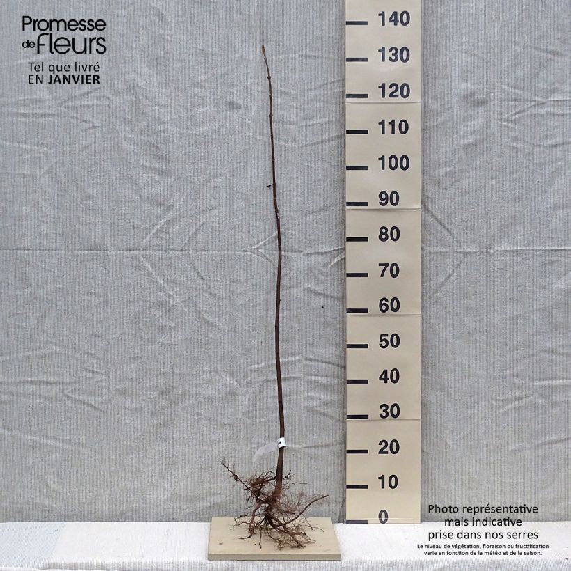 Arce blanco - Acer pseudoplatanus Raíces desnudasAltura de entrega aprox. 80/120cm Ejemplar entregado en invierno