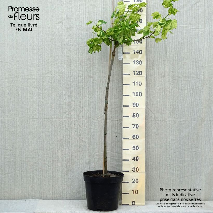 Acer pseudoplatanus Leopoldii - Arce blanco Maceta 20L/25LAltura de entrega aprox. 140/160cm Ejemplar entregado en la primavera