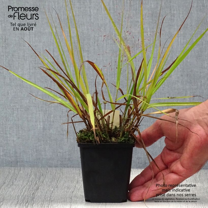 Ejemplar de Eragrostis spectabilis Great Plains - Herbe d'amour Godet de 9cm entregado en verano