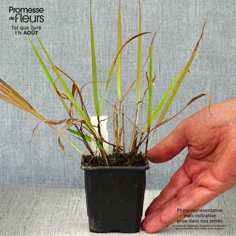 Ejemplar de Eragrostis spectabilis - Pasto de plumas Maceta de 8/9 cm entregado en verano