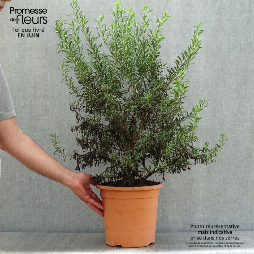 Ejemplar de Eremophila maculata Aurea - Eremophile tacheté - Pot de 7,5L/10L entregado en verano